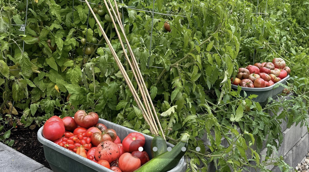 UC's Sustainability Garden provides fresh produce to students. 