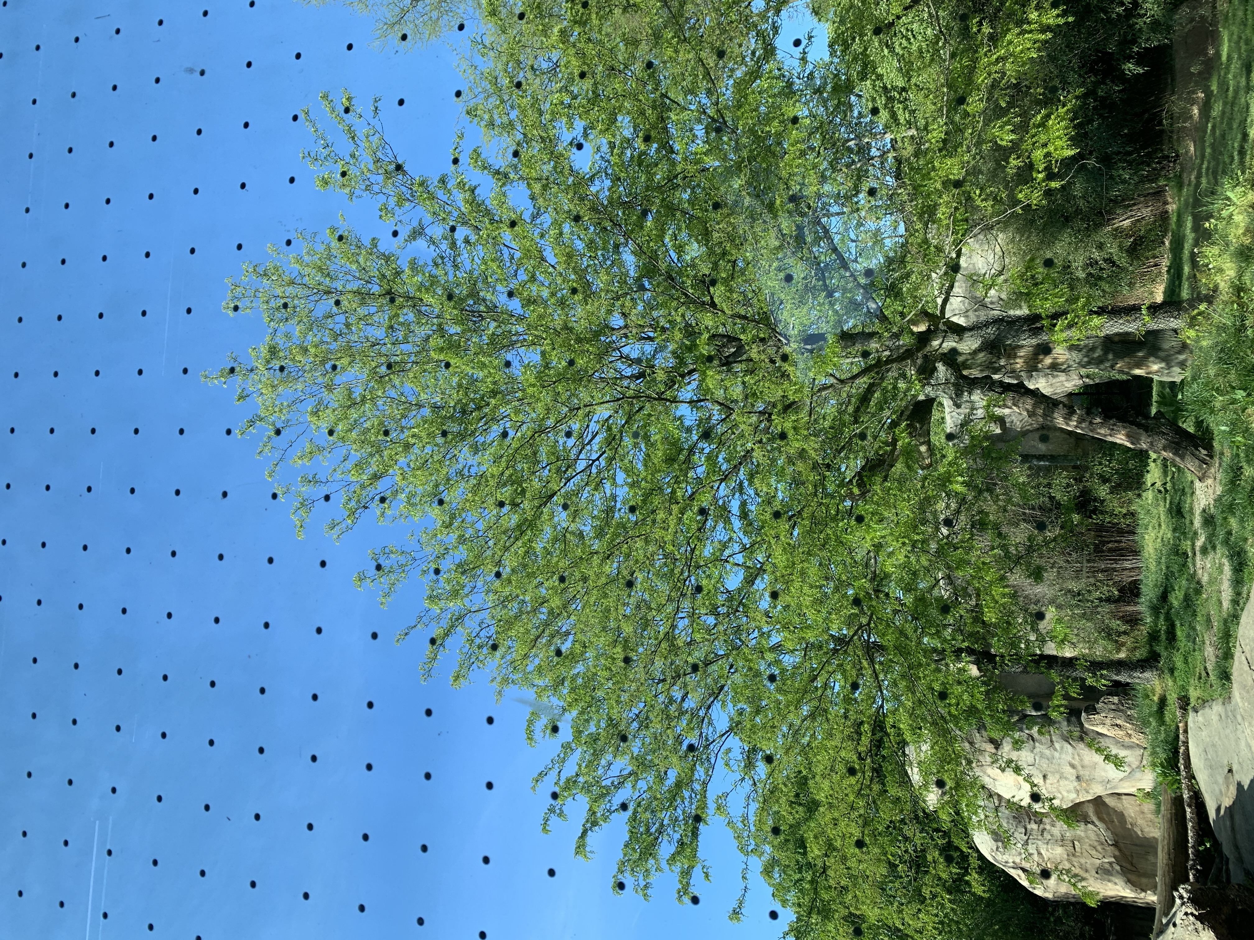 A window in the lion exhibit features a grid of black dots. 
