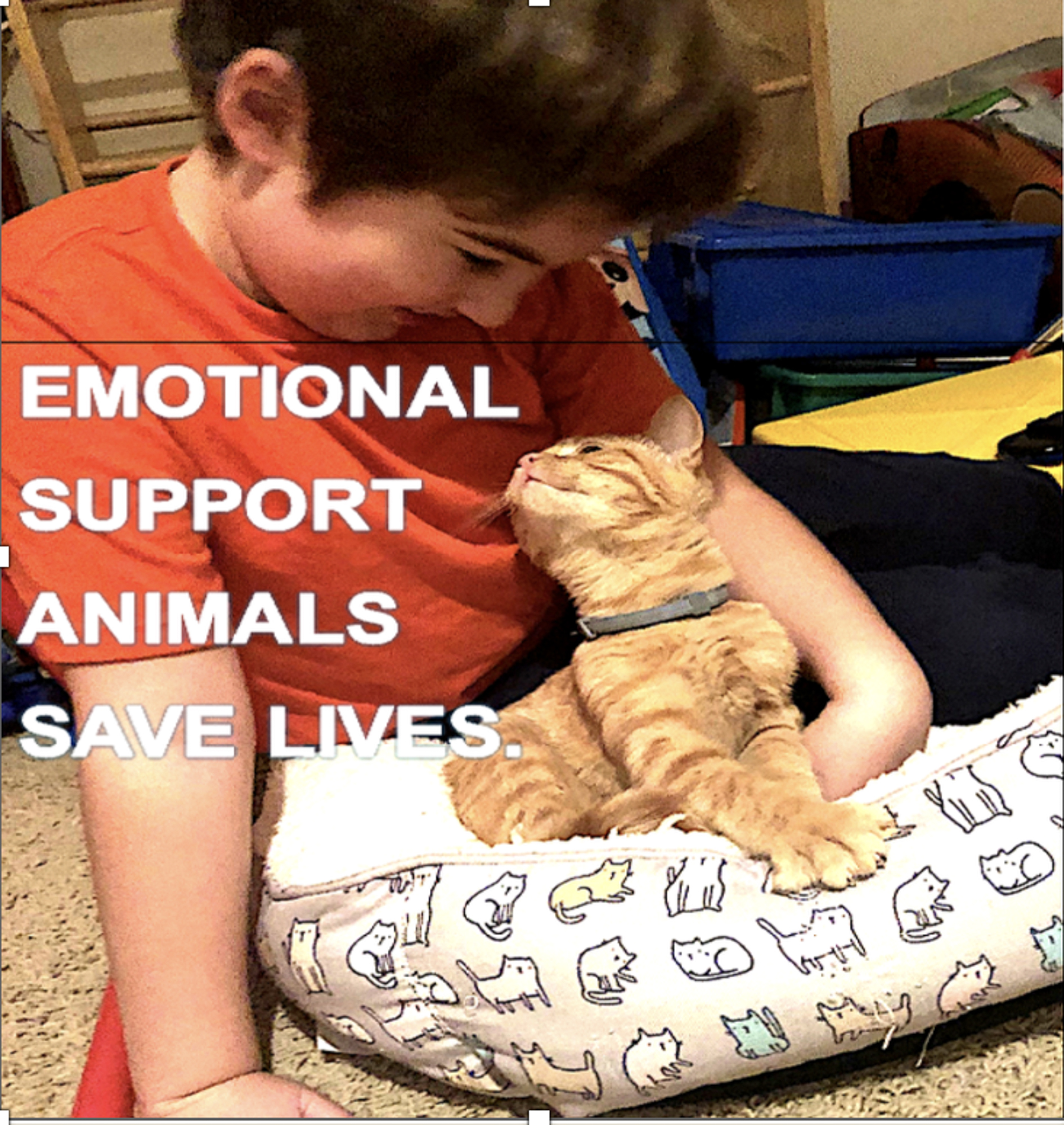 A boy smiles down at a kitten in his lap with the text Emotional Support Animals save Lives.