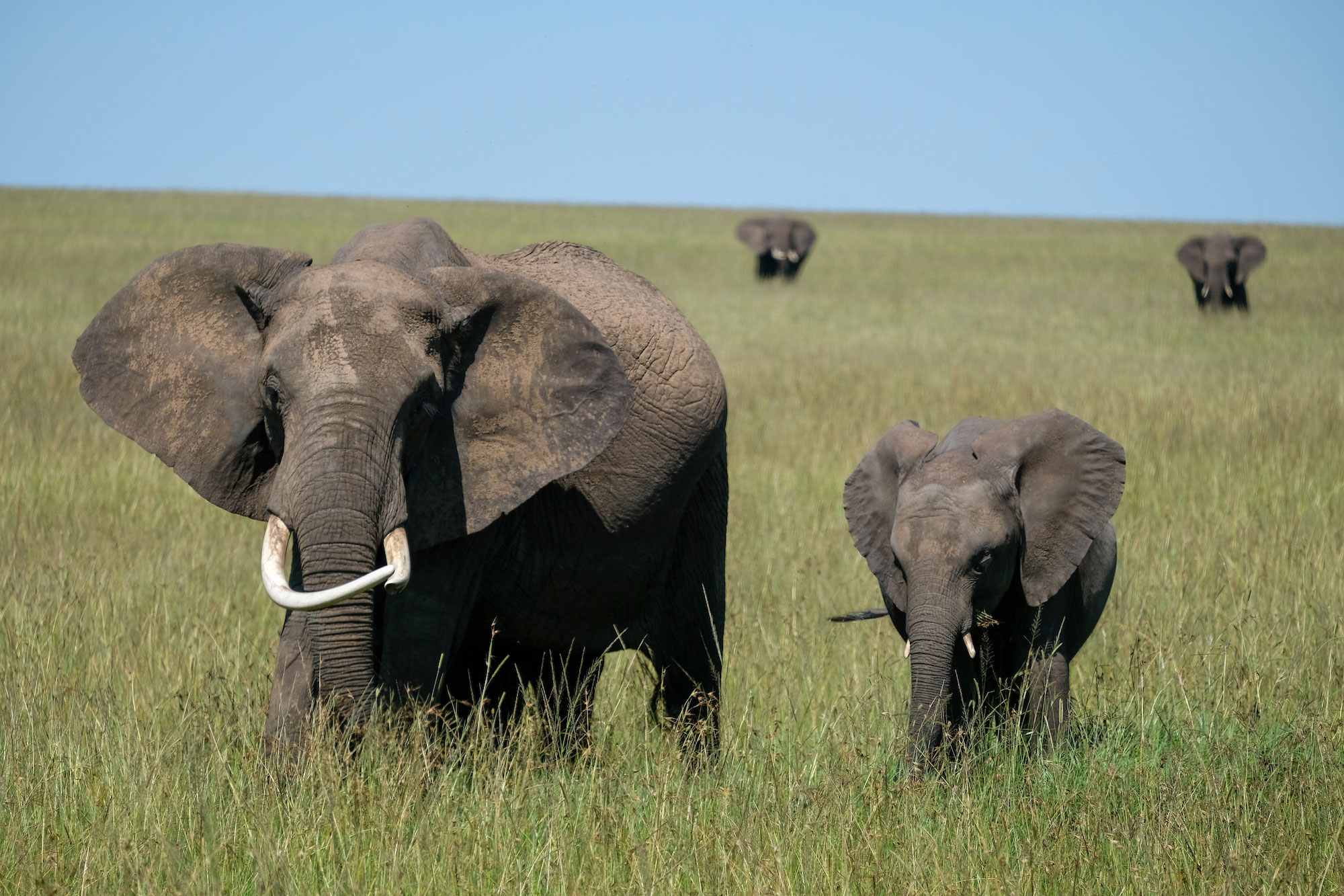 Elephants graze an open savannah