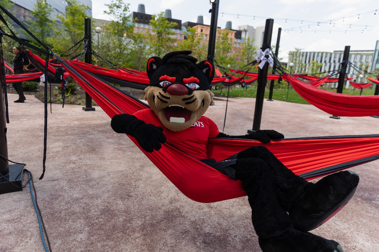 Bearcat in a hammock