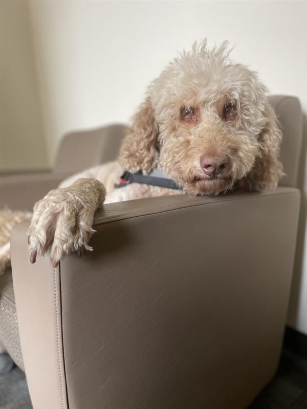 Sammy in a therapy chair at CAPS