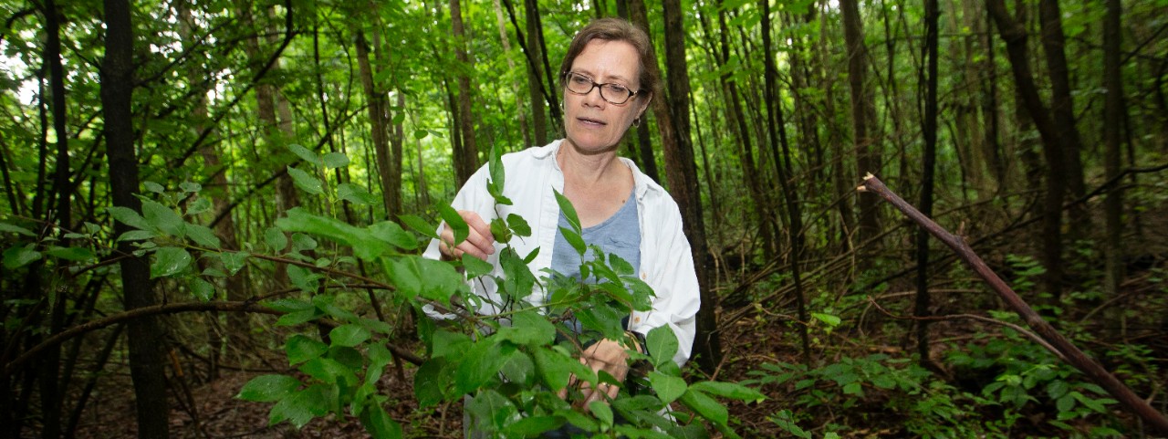 Theresa Culley, UC biology professor shown here with invasive Bradford or Callery pear trees at Harris benedict Nature Preserve in Hazelwood, Ohio.  UC/Joseph Fuqua II