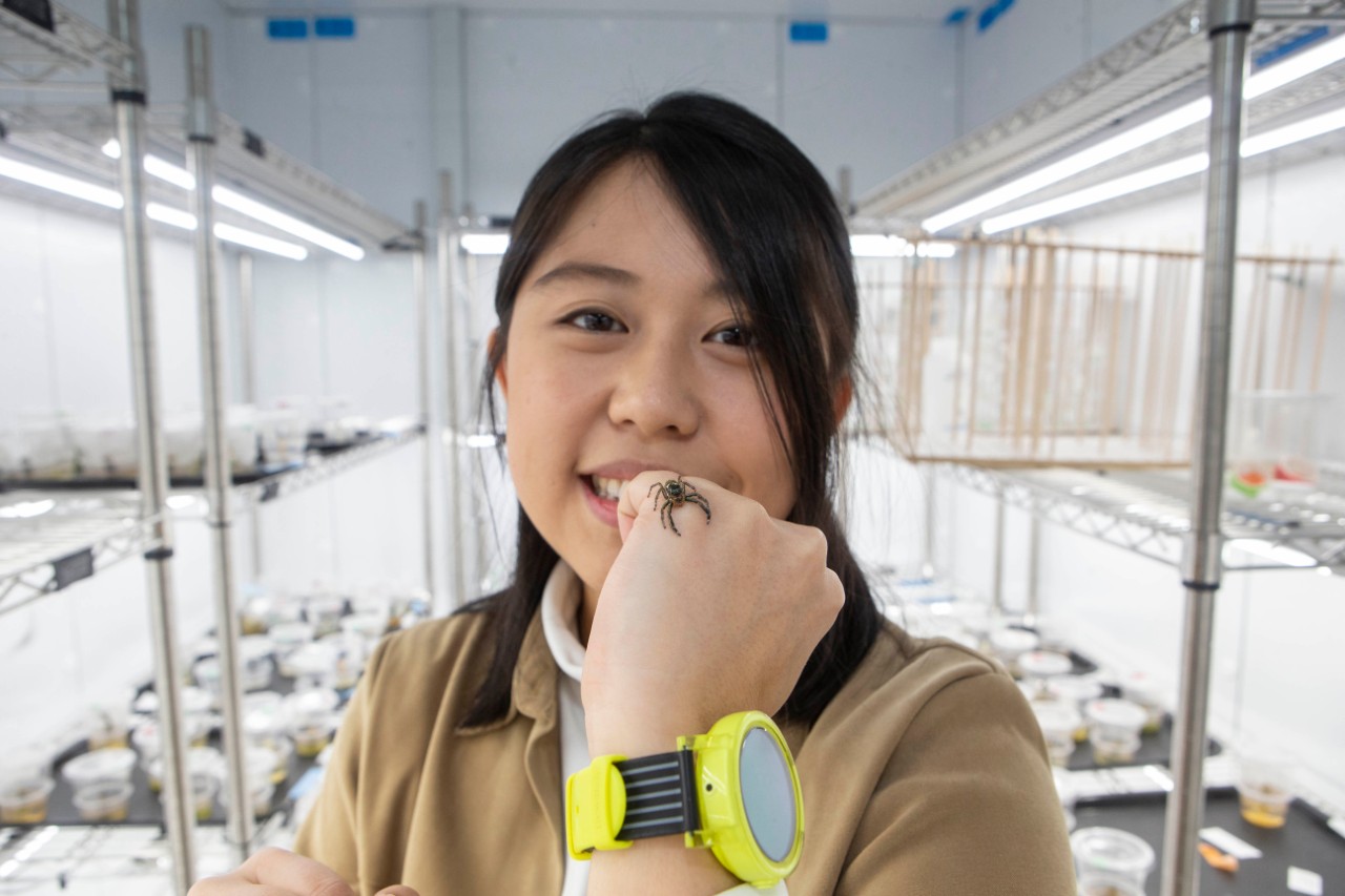 UC student Jenny Yi-Ting Sung holds a spider in a biology lab.