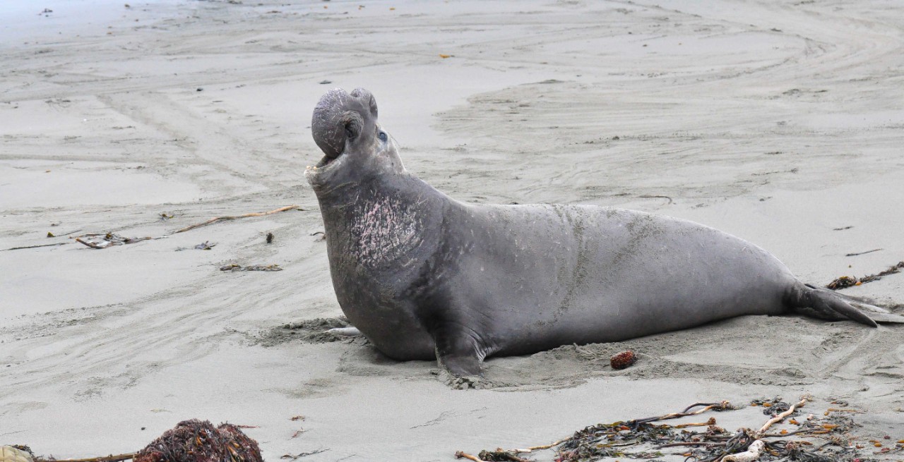 An elephant seal.