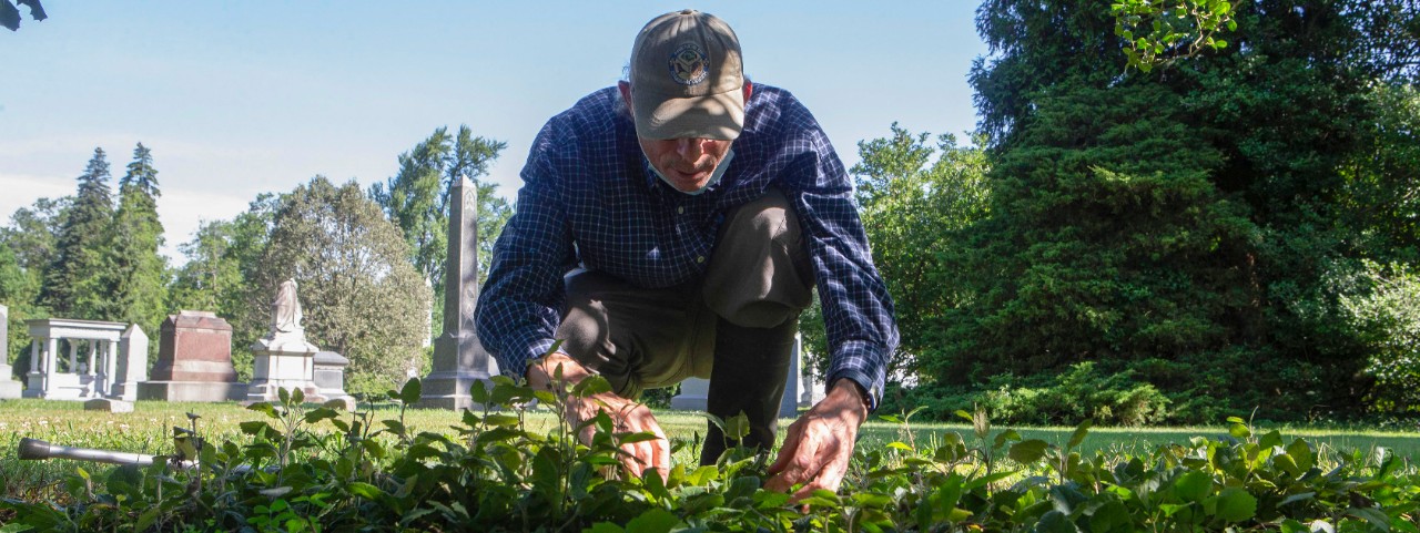 Denis Conover kneels over a bed of English ivy.