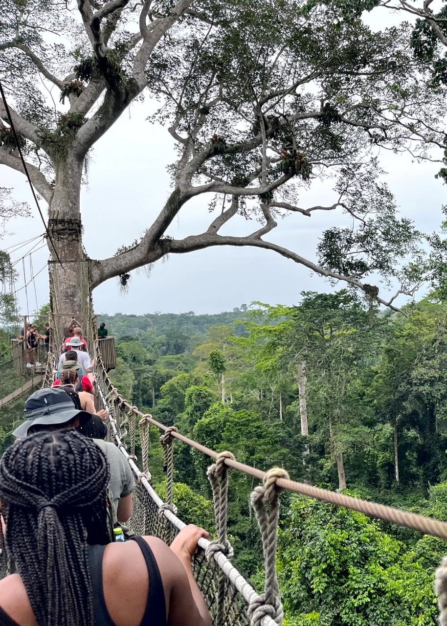 from behind the last person, a view of a row of people crossing a rope bridge to a platform on a tree; around is unbroken forest
