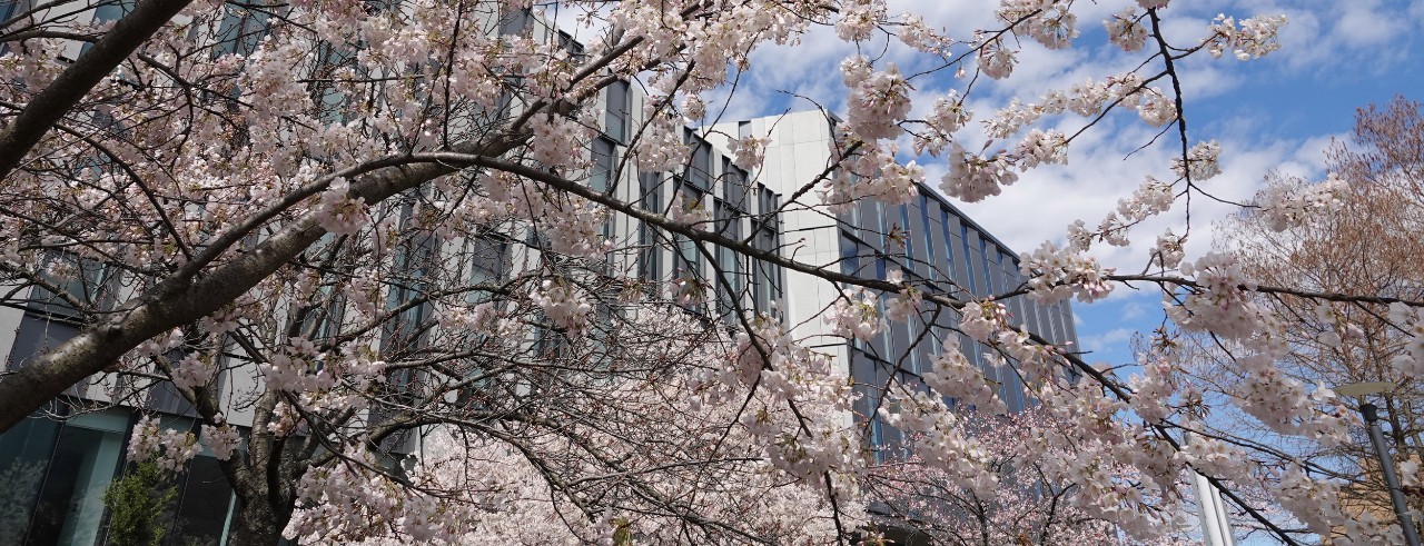 Trees bloom in front of Lindner College of Business on a spring day.