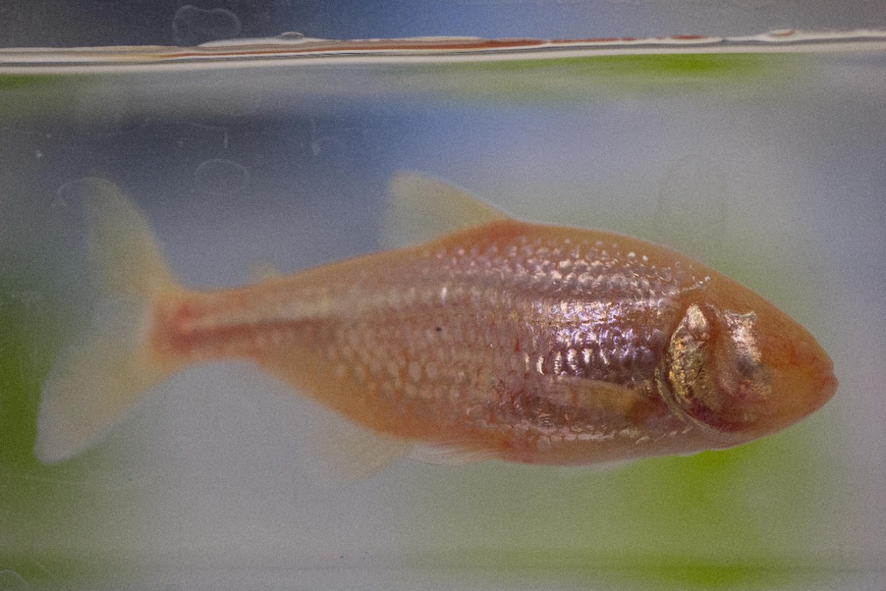 the cavefish has noticeable eye sockets but no eyes and is a pale pink in color