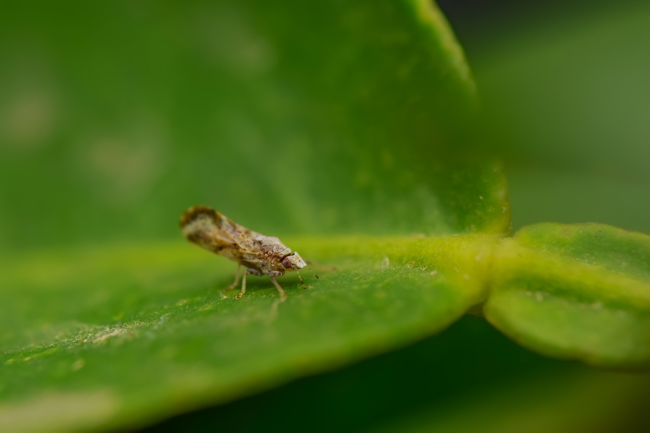 A citrus psyllid on a leaf.