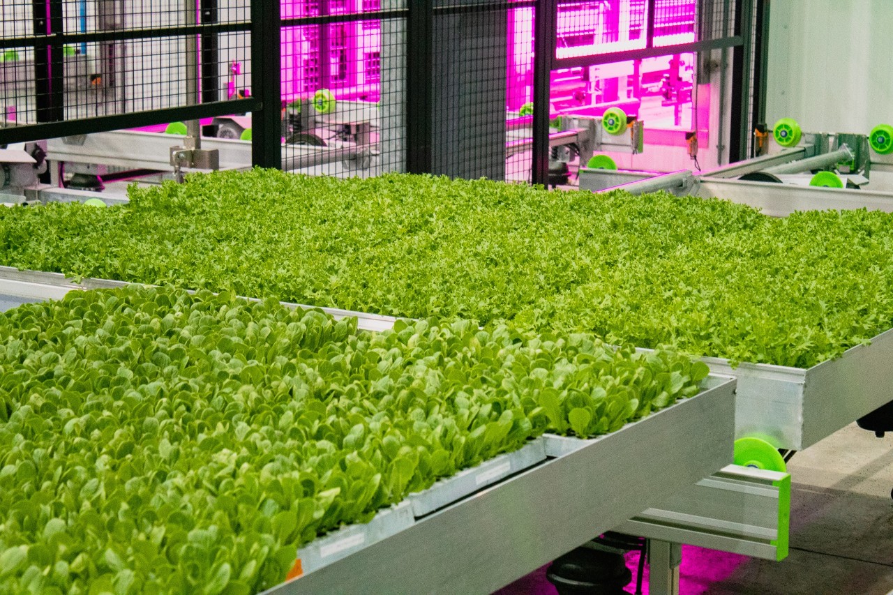 Photo of leafy greens inside 80 Acres Farming container. 