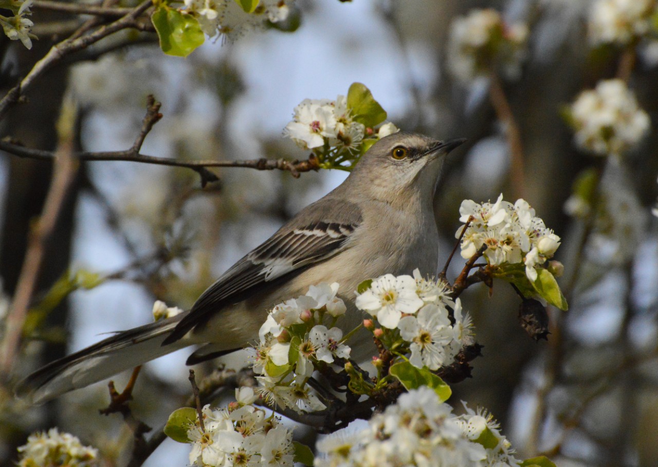 A mockingbird in a flowering pear tree.
