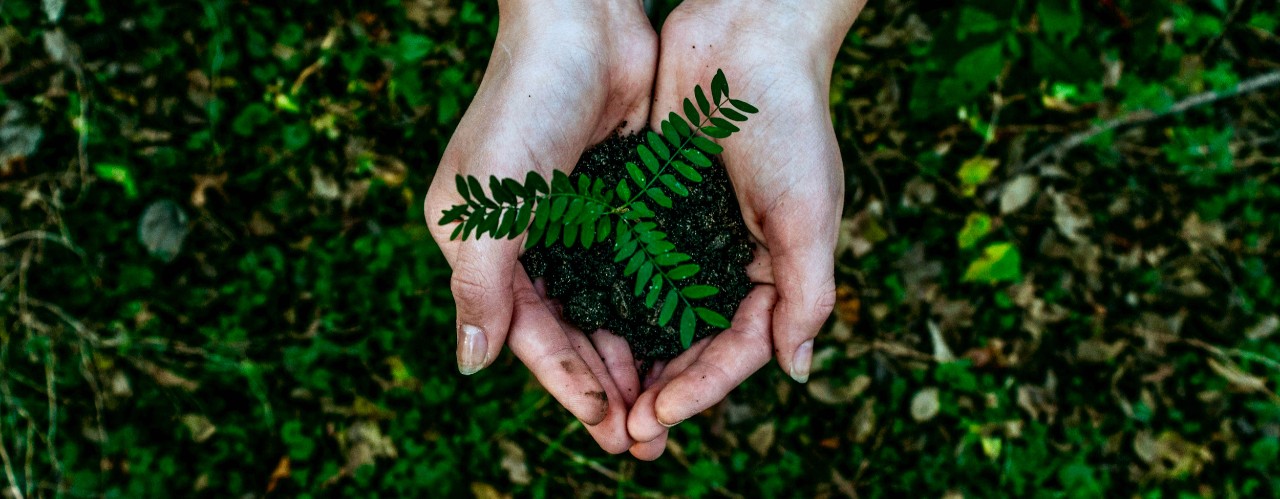 Two hands hold a small plant over a green grassy area.