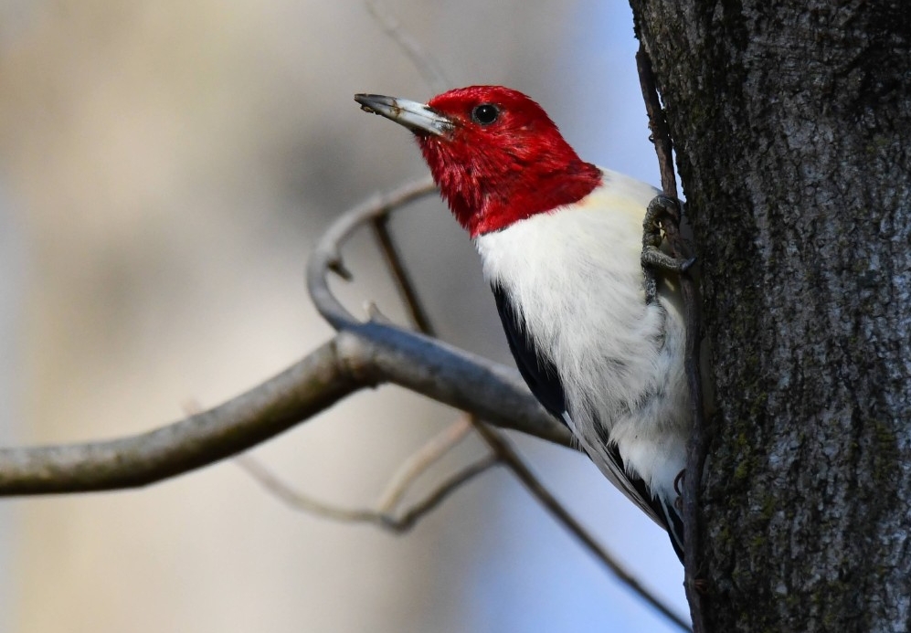 Flora and fauna find a clean, sustainable home in the Fernald Nature Preserve. 