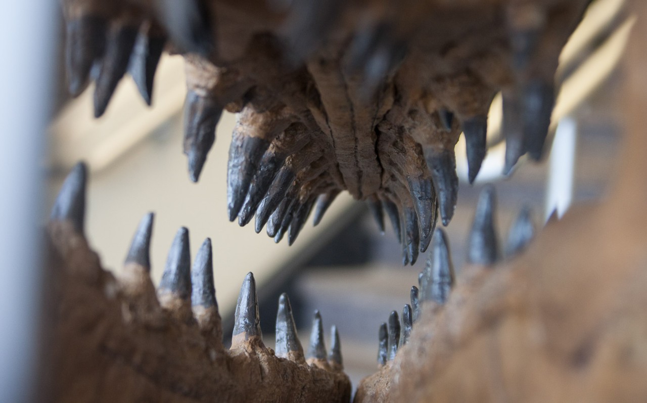 A view from within a mosasaur's toothy jaws.