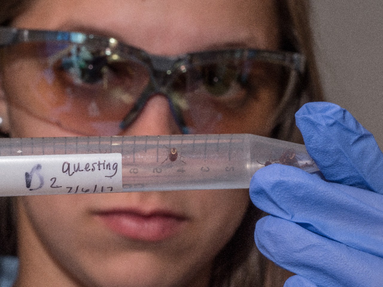A student holds in gloves and safety glasses holds a vial with a tick in front of her face. 
