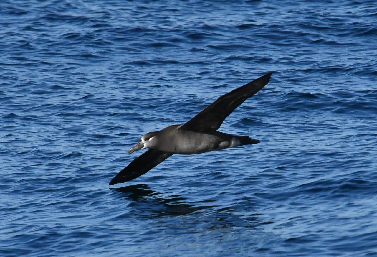 An albatross skims the surface of the ocean.