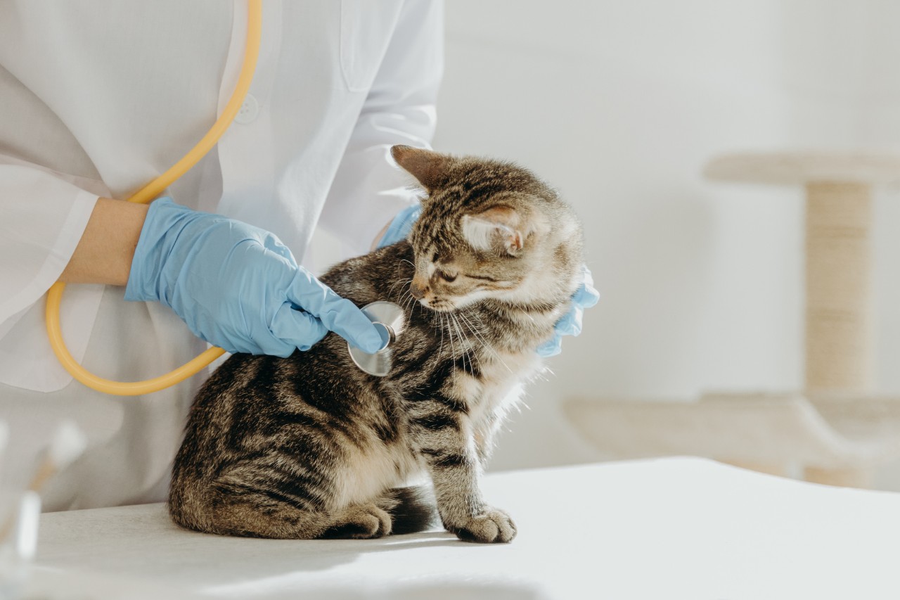 cat at vet's office getting heart checked with a stethoscope 