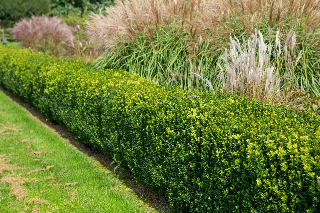 A boxwood hedge.