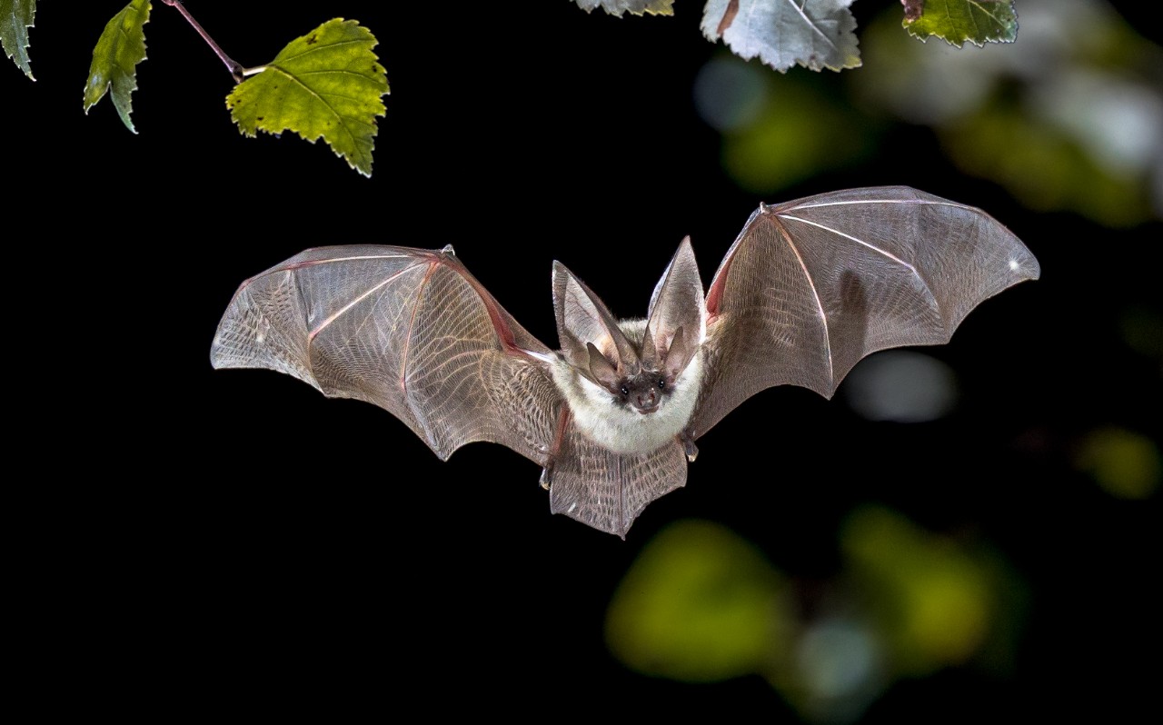 bat flying through the air