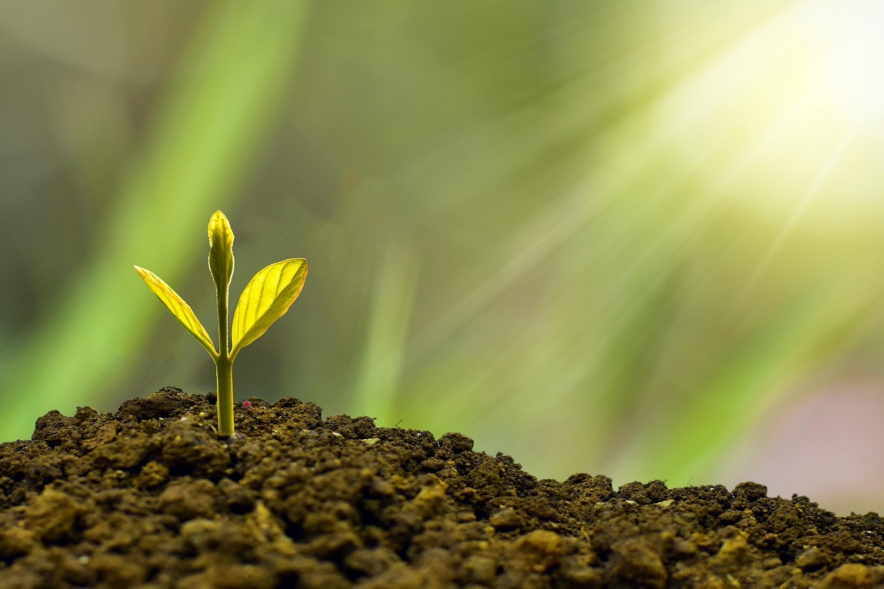 Seedling emerges from soil in sunlight.