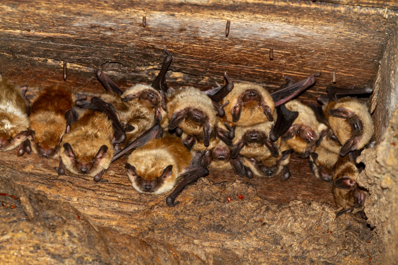 A group of bats hanging in a barn