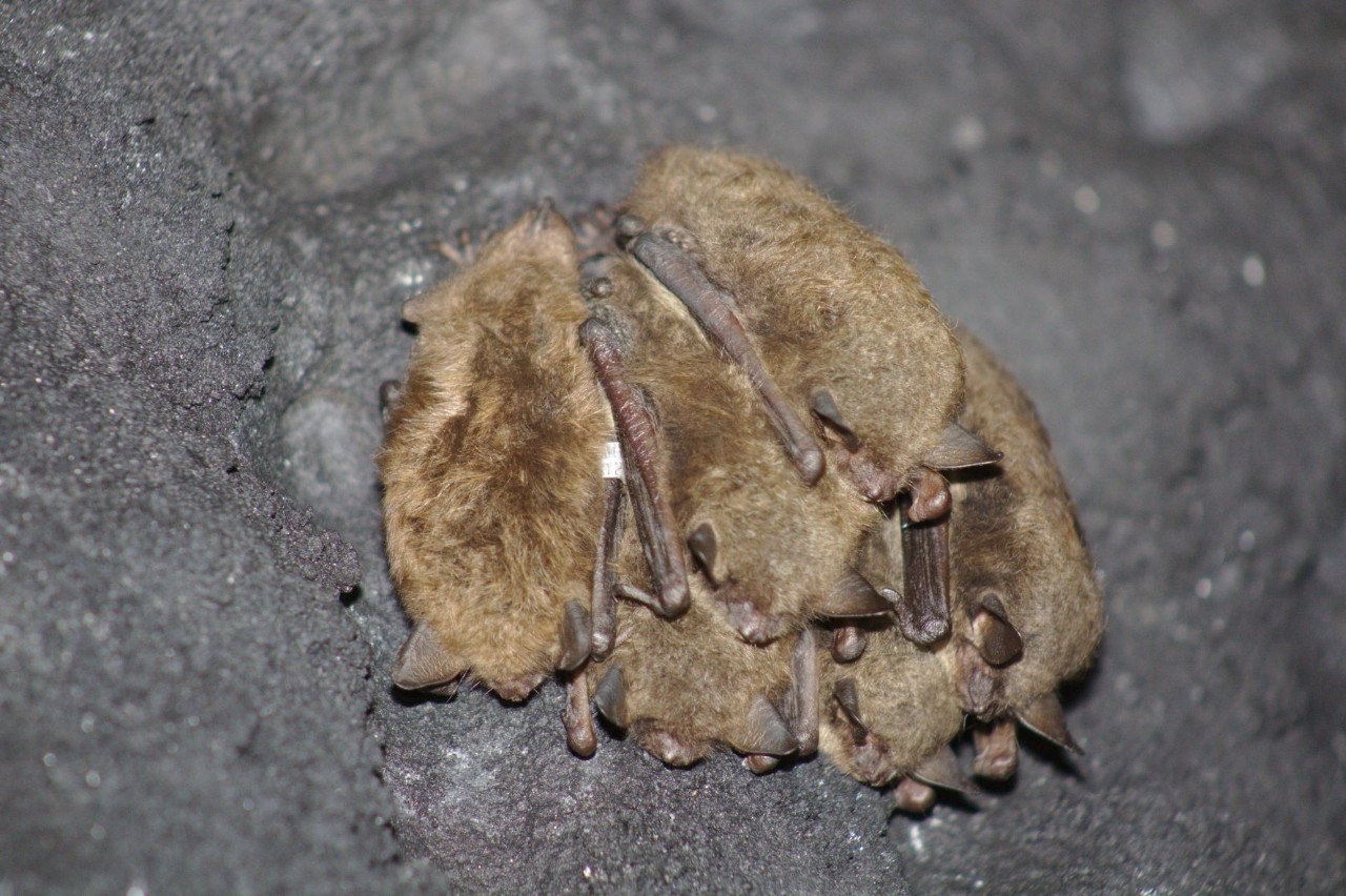 A cluster of bats with one wearing a tracking tag. 