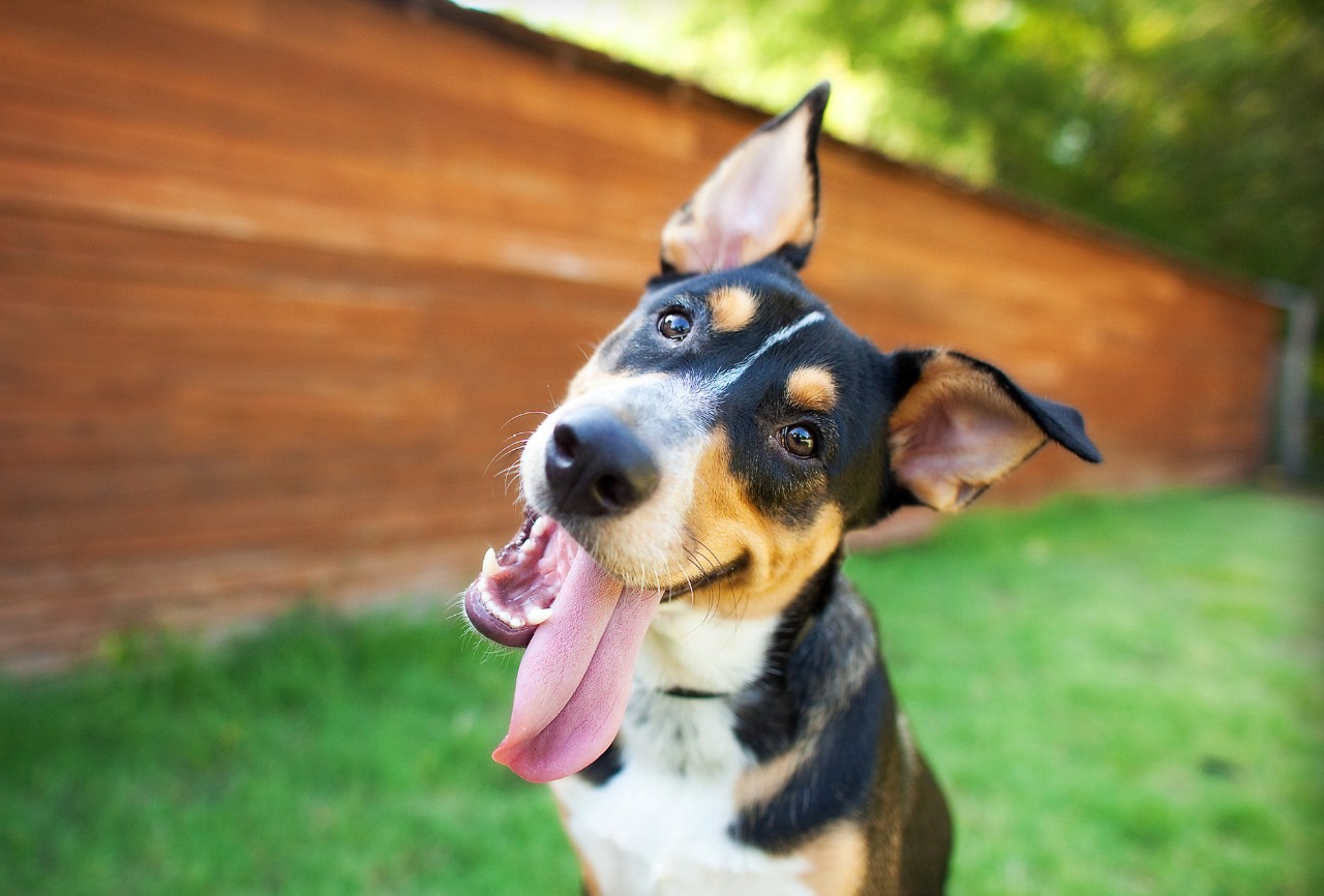A dopey dog with his head cocked and his tongue hanging out.