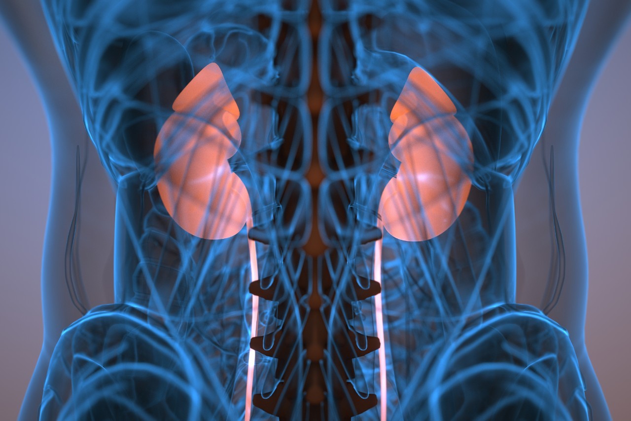 Illustration of kidneys positioned inside the body 