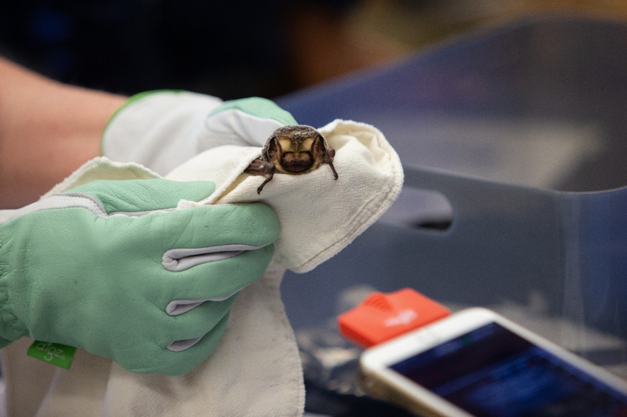 A gloved hand holds a tiny bat.