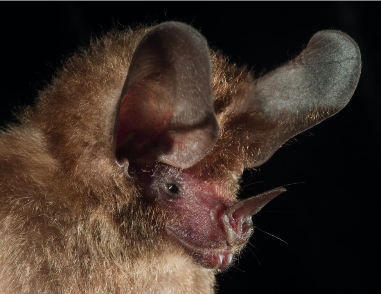 A close look at a big-eared bat.