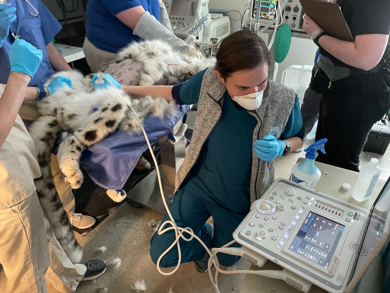 Julie Barnes in a face mask performs an ultrasound on a shaven snow leopard sprawled out on a surgical table in an operating room.