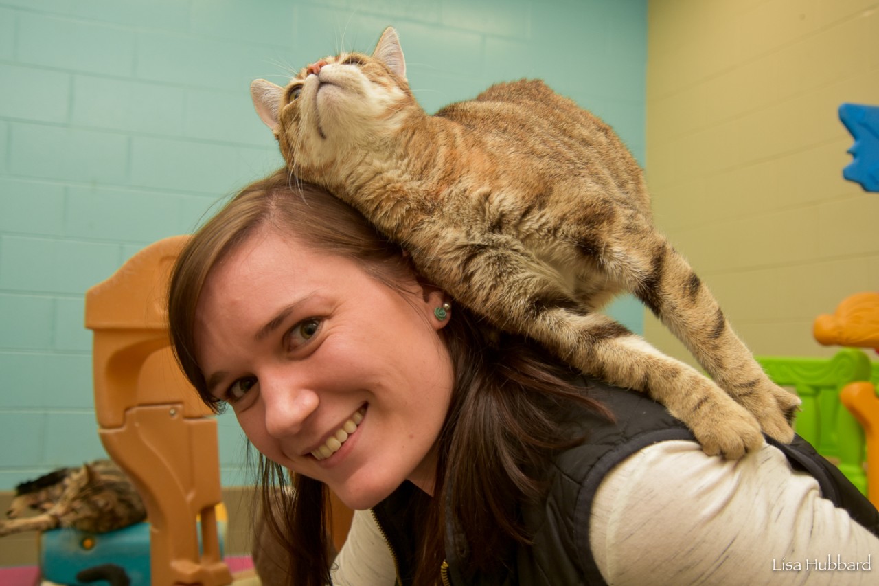 A housecat rubs up against Julie Barnes while sitting on her shoulder.