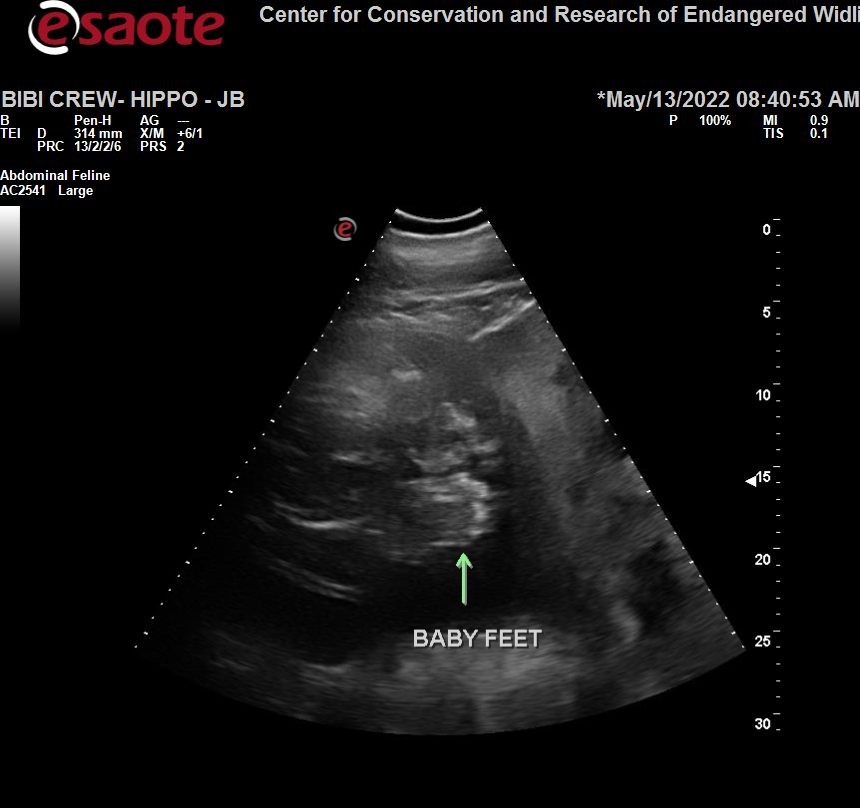 An ultrasound shows the feet of a baby hippo.