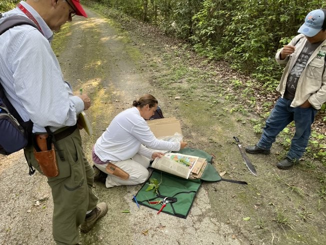 Three researchers collect botanical samples that they place between pieces of paper.