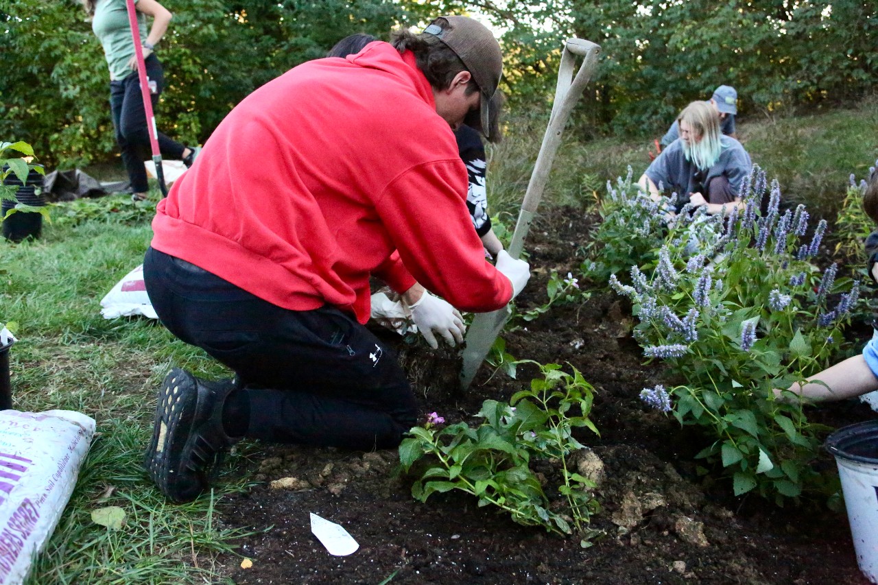 Student in red hoodie bends over a rain garden with a shovel as several other students put plants in freshly prepared soil.