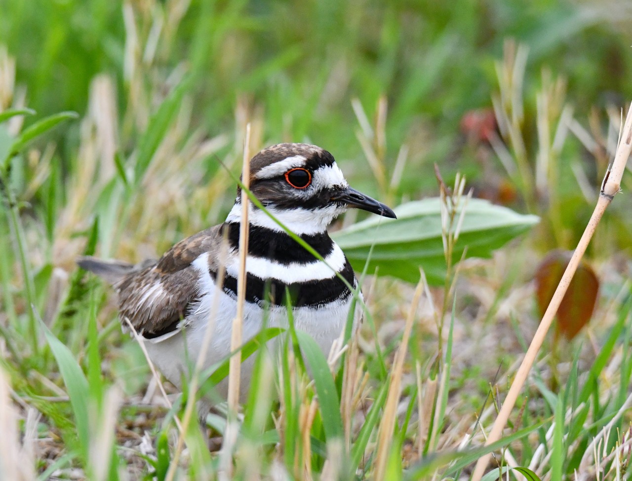 Killdeer nest comfortably and raise families in the Fernald Nature Preserve.