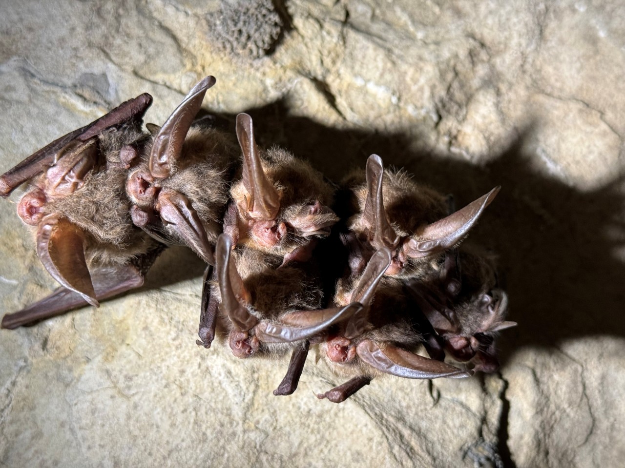 Bats hanging in a cave
